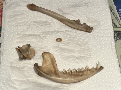 Image result for Process Bone