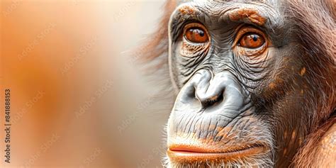 Australopithecus Ethiopia Lucy に対する画像結果