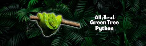 Green Tree Python Habitat Map に対する画像結果