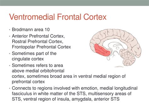 Image result for Functions of the Prefrontal Cortex