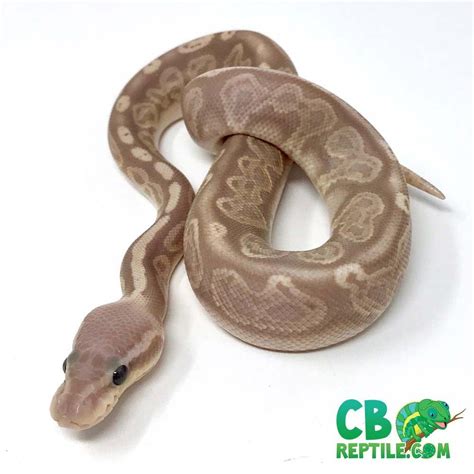 Image result for Bab Snake Ball Python