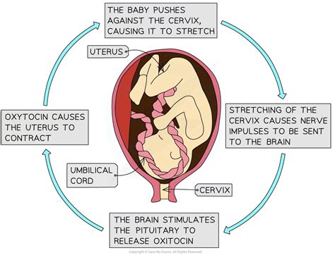 Positive Feedback Loop に対する画像結果