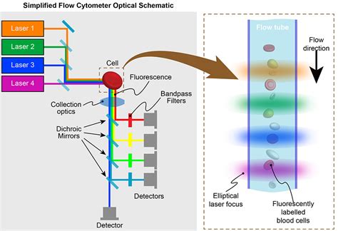 Image result for Flow Cytometry Analysis Icon