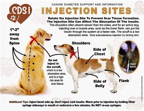 Image result for Subcutaneous Fluids to Dogs