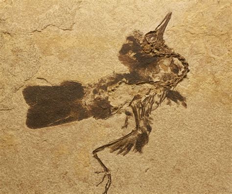 Image result for Fossils That Show Evidence of Evolution