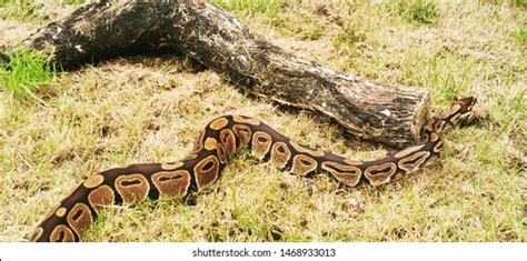 Image result for Wild-Type Royal Python