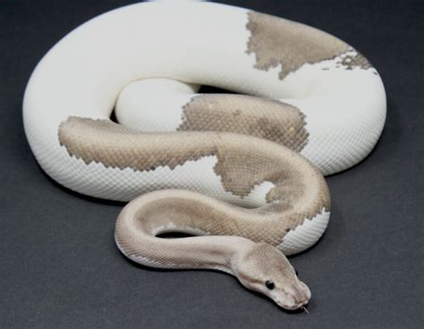 Image result for Grey Ghost Ball Python