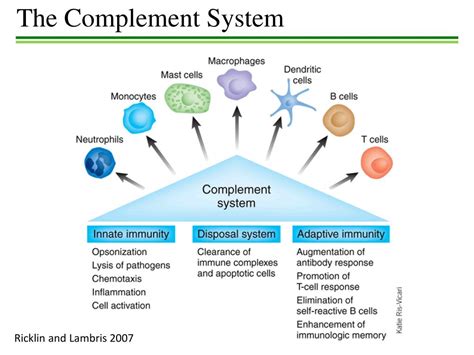 Image result for Complement System Molecular