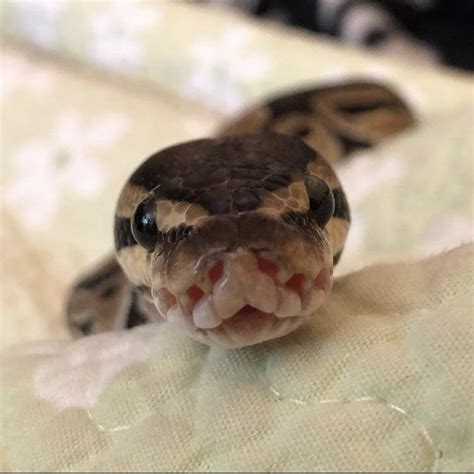 Swollen Ball Python に対する画像結果