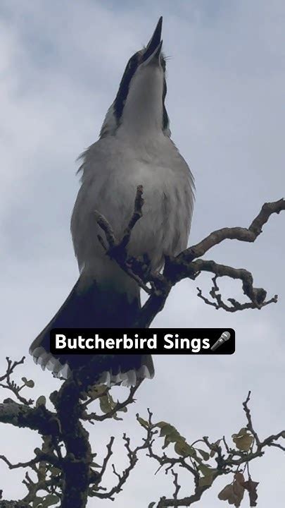 Image result for Australian Butcher Bird Sound