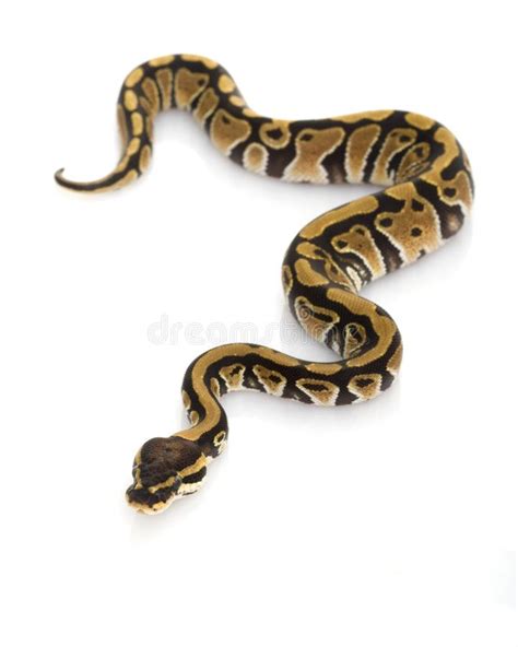 Image result for White Panda Ball Python