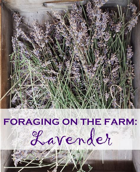 Image result for Gaith Family Farm