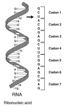 Image result for mRNA Diagram Labelled Codon