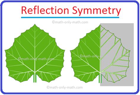 Image result for Reflection Symmetry Mirror