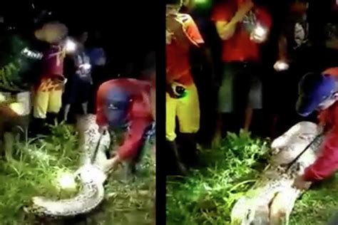Indonesian Man Swallowed by Python के लिए छवि परिणाम