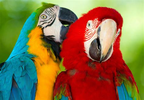 Image result for Pictures Parrot