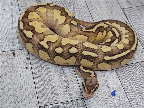Image result for Super Lesser Fire Ball Python