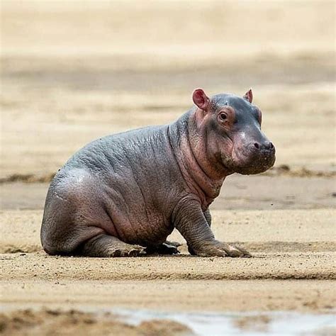 Image result for Hippo Poop GIF