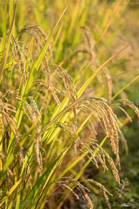 Image result for Background Java Rice