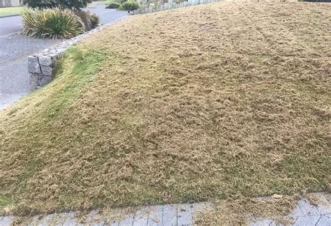 Toradh íomhá ar Lawn Repairing