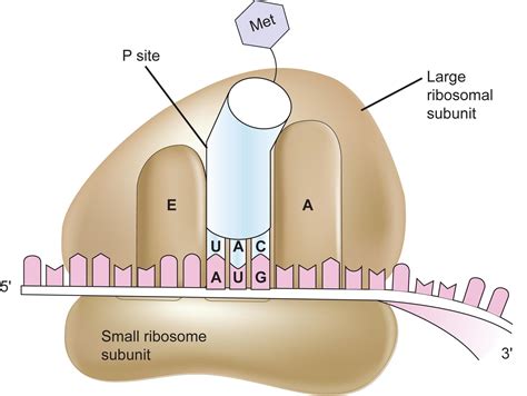 Image result for Protein Biosynthesis