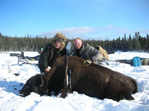Image result for Canadian Bison Hunting