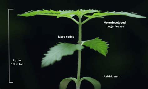 Image result for Autoflower Week 5 Color of Leaves