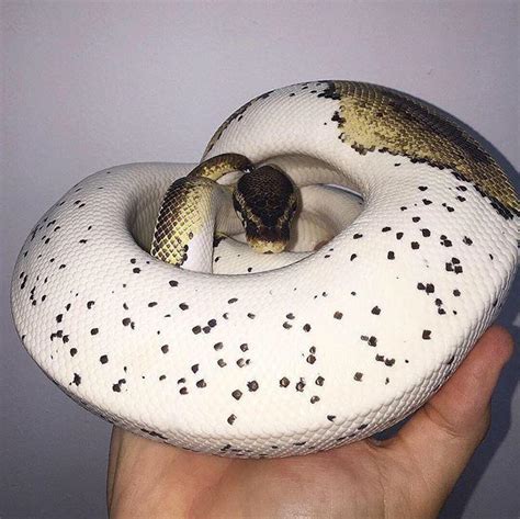 Image result for White Panda Ball Python