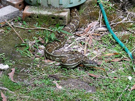 Afbeeldingsresultaten voor Coastal Carpet Python Hibernating