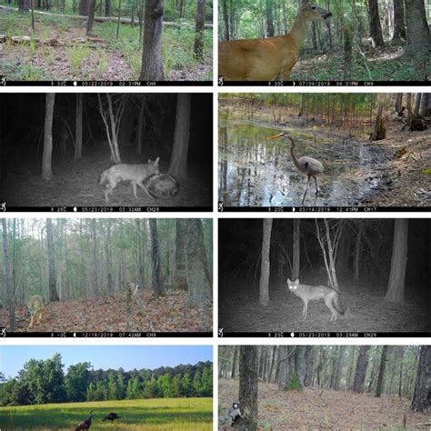 Camera Trap Data Sheet Example に対する画像結果