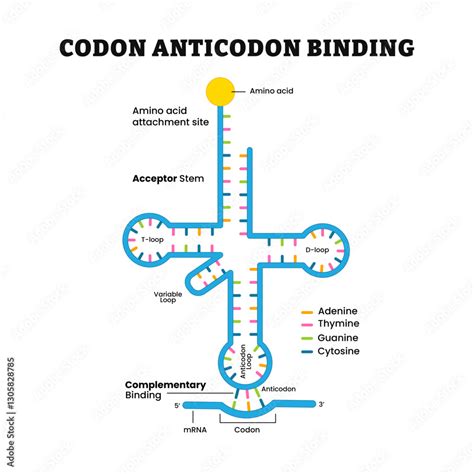 Image result for mRNA Diagram Labelled Codon