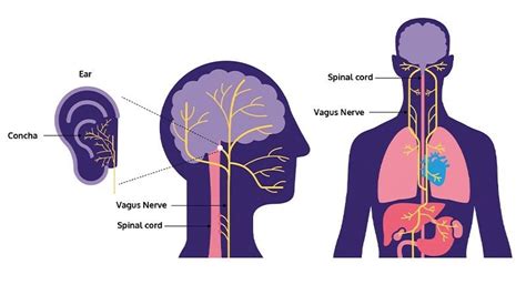 Afbeeldingsresultaten voor Vagus Nerve Reset