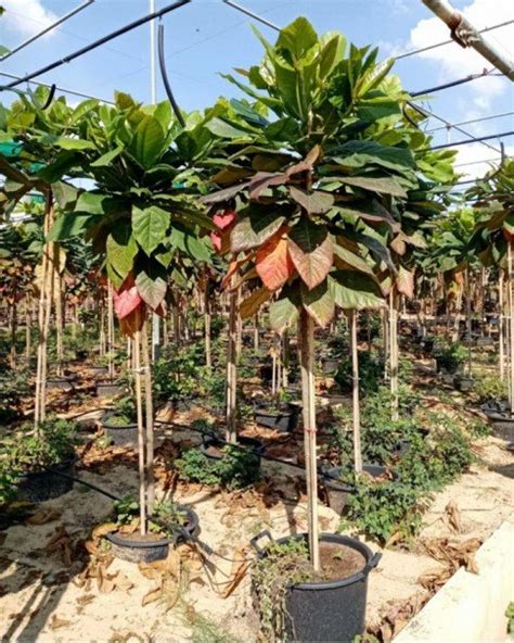 Image result for Badam Tree