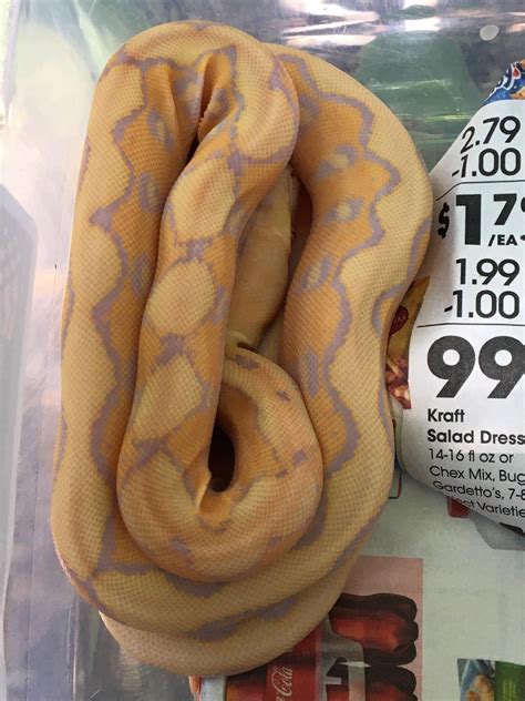 Afbeeldingsresultaten voor Lavender Reticulated Python Colors