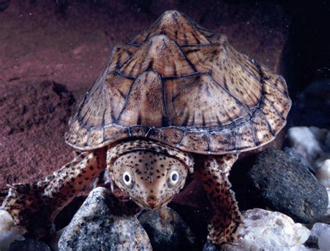 Loggerhead Musk Turtle ಗಾಗಿ ಇಮೇಜ್ ಫಲಿತಾಂಶ