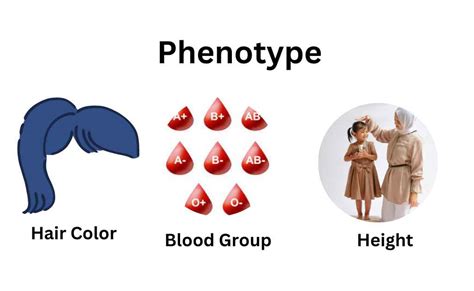 Toradh íomhá ar Phenotype and Genotype Labeled Diagram