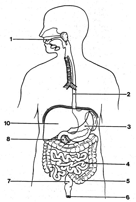 The Digestive System Drawing Simple に対する画像結果