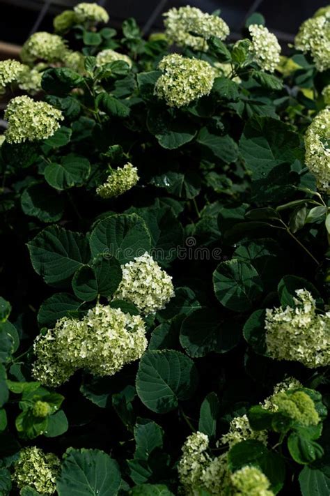 Toradh íomhá ar Briad Hydrangea Broad