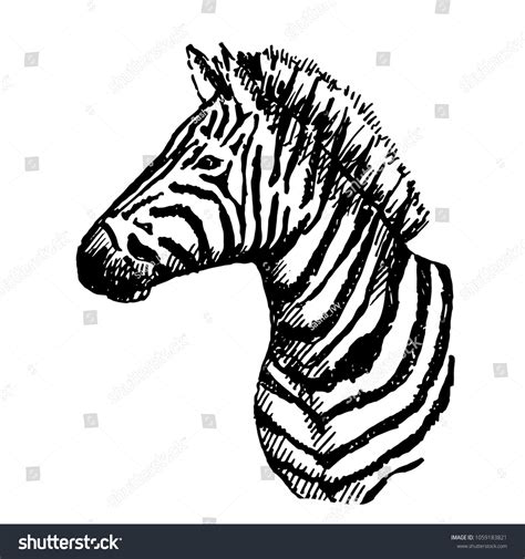 Image result for Zebra Sketches