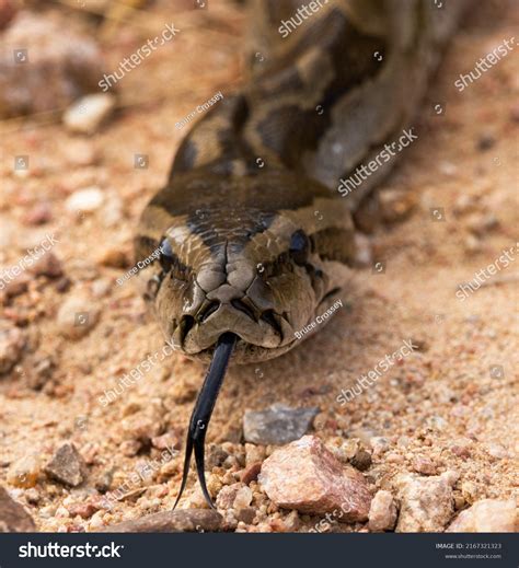 Résultat d’images pour Southern Rock Python