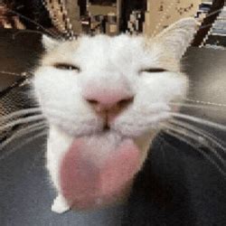 Image result for Cat C12 Engine Block