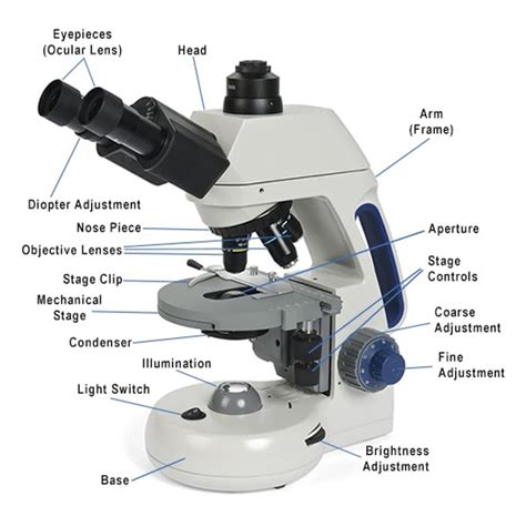 Image result for Different Lens On a Microscope Labeled