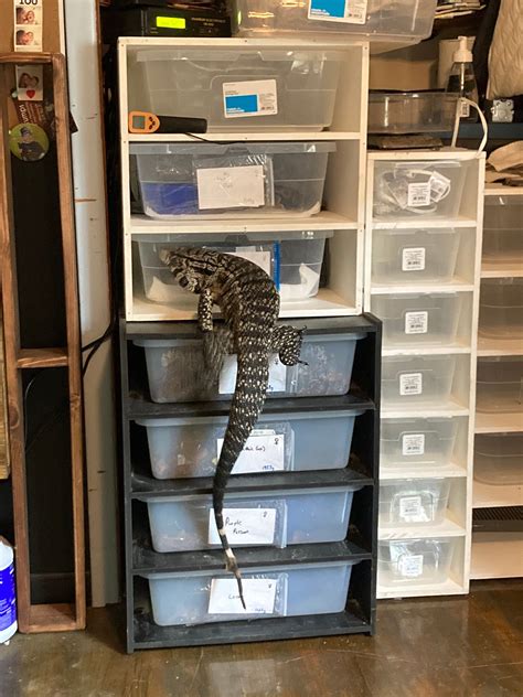 Image result for DIY Snake Rack Ball Python