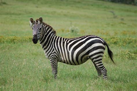 Image result for Zebra Cc600 Ng Concierge