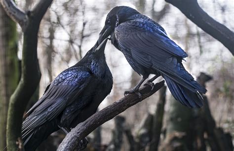 Image result for Ravens Bird and Cats