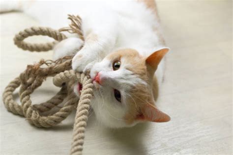 Cat Catching String Meme に対する画像結果
