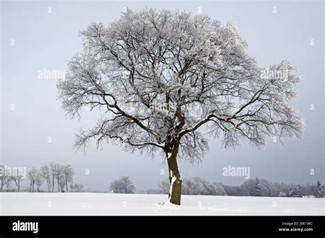 Toradh íomhá ar What Is Deciduous Tree