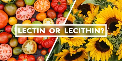 What Foods Are Rich in Lecithin に対する画像結果