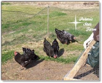 Image result for Molten Java Chicken