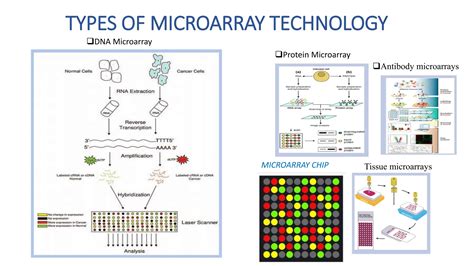 MicroArray technology; history, Types and principle | PPTX